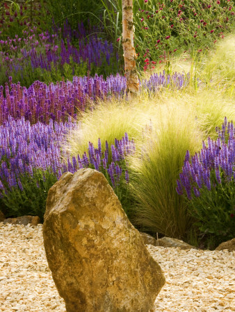 Gravel Garden With Rock, Salvia Wesuwe, Salvia X Superba, Stipa Tenuissima by Clive Nichols Pricing Limited Edition Print image