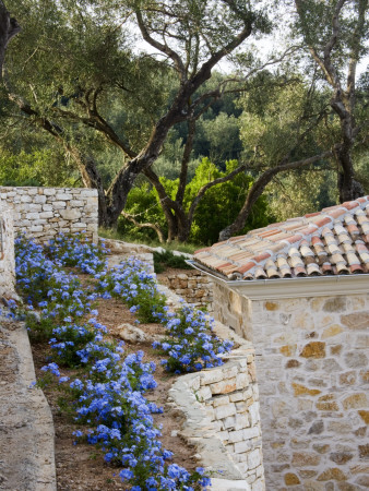 Plumbago Along Top Of Dry Stone Walling On Terraces, Designer: Gina Price by Clive Nichols Pricing Limited Edition Print image