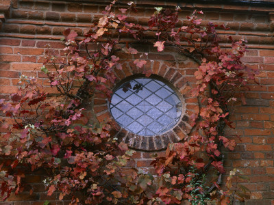 Packwood House, Warwickshire - Autumnal Vine Around Small Window In Tower by Clive Nichols Pricing Limited Edition Print image