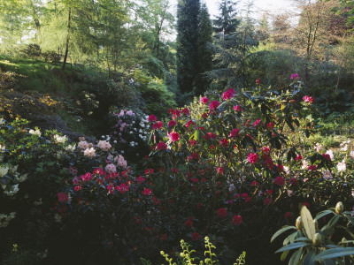 Dunge Valley Hidden Gardens, Cheshire - Rhododendrons In The Woodland by Clive Nichols Pricing Limited Edition Print image