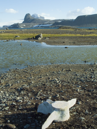 Whalebone, Aitcho Island, Antarctica by Natalie Tepper Pricing Limited Edition Print image