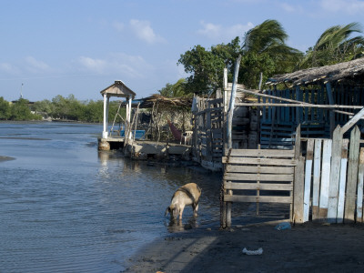Resident Pig, Mangrove Swamp, La Boquilla, Near Cartagena (De Indias), Colombia by Natalie Tepper Pricing Limited Edition Print image