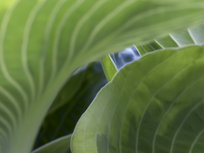 Details - Hosta by Richard Bryant Pricing Limited Edition Print image