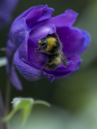 Flower Details - Delphinium And Bee by Richard Bryant Pricing Limited Edition Print image