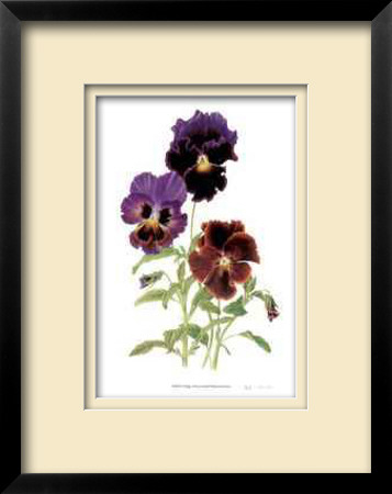 Swiss Giant Chalon Pansies by Pamela Stagg Pricing Limited Edition Print image