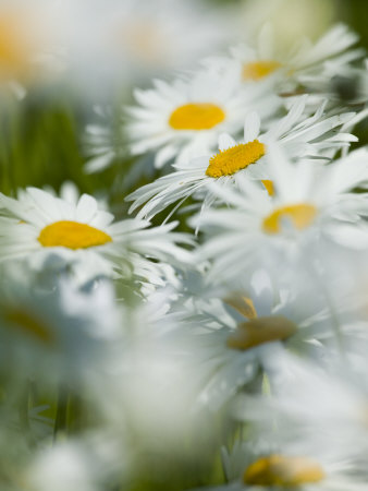 Dasies Blooming In Mass, Willamette Valley, Oregon, Usa by Terry Eggers Pricing Limited Edition Print image