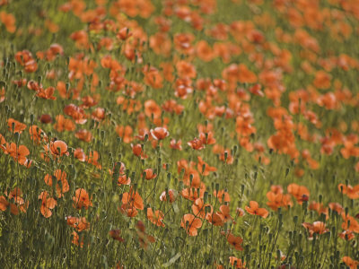 Fire Poppies Growing In Palouse Region, Colfax, Washington, Usa by Terry Eggers Pricing Limited Edition Print image