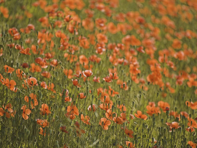 Fire Poppies Growing In Palouse Region, Colfax, Washington, Usa by Terry Eggers Pricing Limited Edition Print image