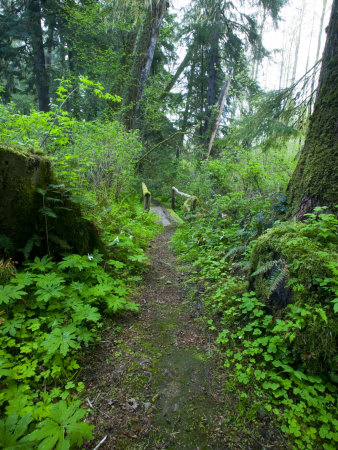 Spring Hiking Trail In Bogachiel State Park, Washington, Usa by Terry Eggers Pricing Limited Edition Print image