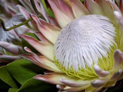 Queen Protea, Kwazulu Natal, South Africa by Jim Engelbrecht Pricing Limited Edition Print image