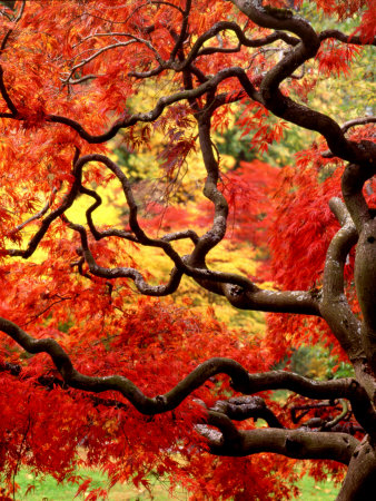 Japanese Maple Tree, Arboretum, Seattle, Washington, Usa by Charles Crust Pricing Limited Edition Print image