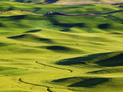 View From Steptoe Butte, Palouse Counrty, Washington, Usa by Terry Eggers Pricing Limited Edition Print image