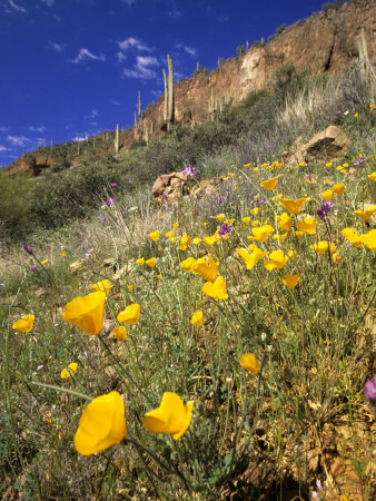 Desert Poppies Arizona, Usa by Michael Defreitas Pricing Limited Edition Print image