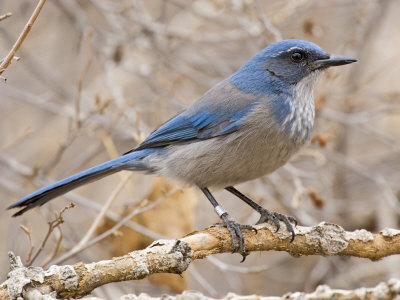 Western Scrub Jay In Cottonwood Bosque, Albuquerque, New Mexico, Usa by Larry Ditto Pricing Limited Edition Print image