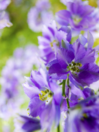 Larkspur Close Up, Willamette Valley, Oregon, Usa by Terry Eggers Pricing Limited Edition Print image