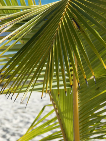 Palm Tree, Viva Wyndham Dominicus Beach, Bayahibe, Dominican Republic by Lisa S. Engelbrecht Pricing Limited Edition Print image