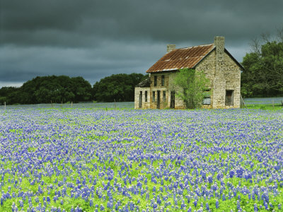 Bluebonnets And Ranch House, Marble Falls, Texas, Usa by Dennis Flaherty Pricing Limited Edition Print image
