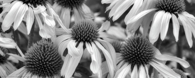 Echinacea Sunrise by Dennis Frates Pricing Limited Edition Print image