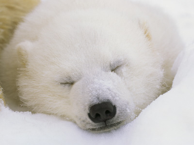 Portrait Of A Sleeping Polar Bear Cub by Norbert Rosing Pricing Limited Edition Print image