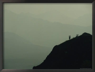 Silhouetted Dall's Sheep On A Foggy Mountain Top by Michael S. Quinton Pricing Limited Edition Print image