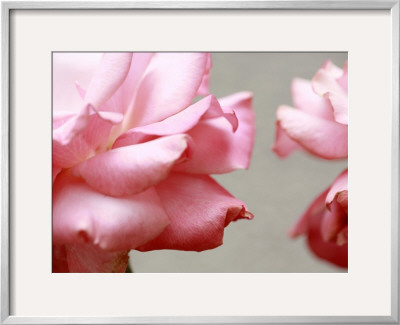Rose Petals Ii by Nicole Katano Pricing Limited Edition Print image