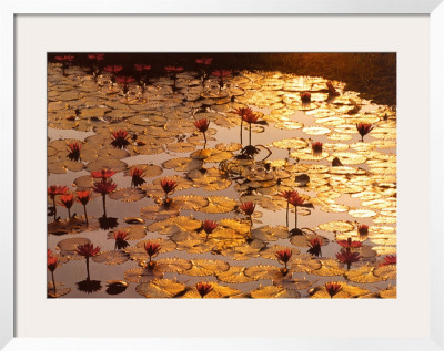 Lotus Pond by Bruno Baumann Pricing Limited Edition Print image