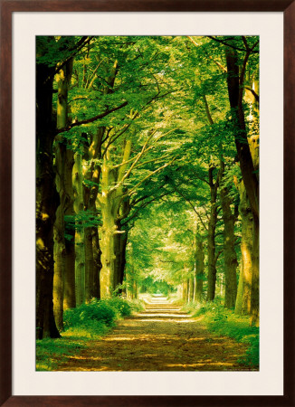 Forest Path by Hein Van Den Heuvel Pricing Limited Edition Print image