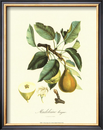 Pear by Pierre-Antoine Poiteau Pricing Limited Edition Print image
