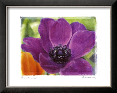 Purple Anemones I by Amy Melious Pricing Limited Edition Print image
