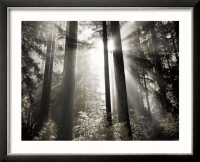Morning Light by Dennis Frates Pricing Limited Edition Print image