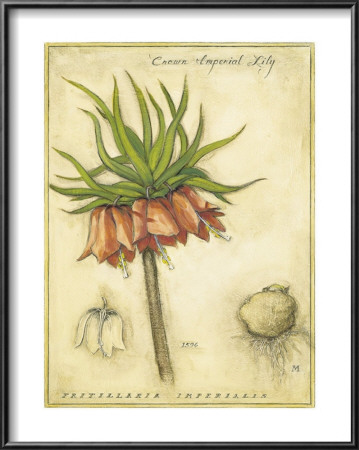 Crown Imperial Lily by Meg Page Pricing Limited Edition Print image