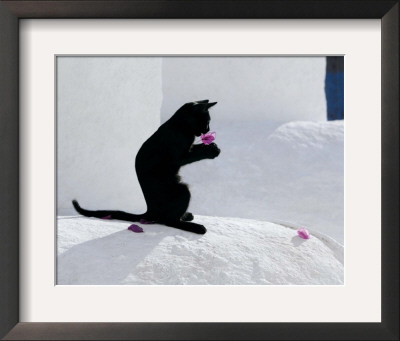 Cat And Flower by Hubert & Klein Pricing Limited Edition Print image