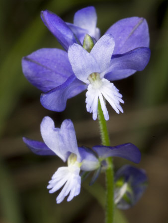 Polygala Vulgaris Subsp. Nicaeensis, La Polygala De Nice, Or Milkwort by Stephen Sharnoff Pricing Limited Edition Print image