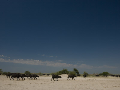 Herd Of African Buffalo Walking Across A Desert Plain by Beverly Joubert Pricing Limited Edition Print image