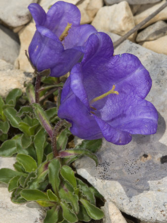 Campanula Alpestris, The Alpine Bellflower by Stephen Sharnoff Pricing Limited Edition Print image