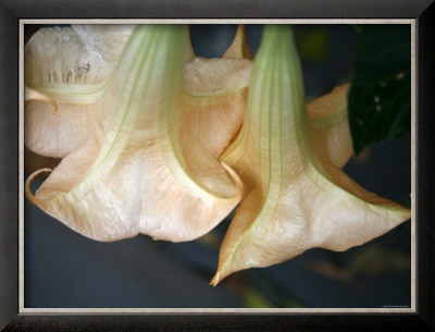 Trumpet Flowers Double by Nicole Katano Pricing Limited Edition Print image