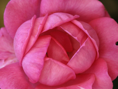 Close-Up Of A Pink Rose, With Its Petals Just Opening by Stephen Sharnoff Pricing Limited Edition Print image