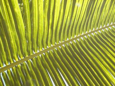 Pattrn Of A Tropical Palm Frond, Backlit Against The Sky by Stephen Sharnoff Pricing Limited Edition Print image