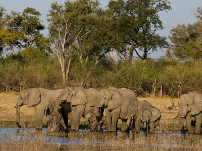 Herd Of African Elephants At A Watering Hole by Beverly Joubert Pricing Limited Edition Print image