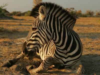 Zebra (Equus Burchelli) Lying Down by Beverly Joubert Pricing Limited Edition Print image