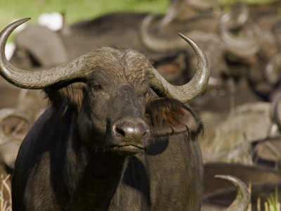 African Buffalo (Syncerus Caffer) by Beverly Joubert Pricing Limited Edition Print image