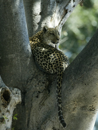 Leopard Sitting In A Tree by Beverly Joubert Pricing Limited Edition Print image