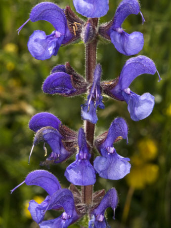 Purple Flowers Of A Salvia Or Sage, Probably Salvia Nemorosa by Stephen Sharnoff Pricing Limited Edition Print image