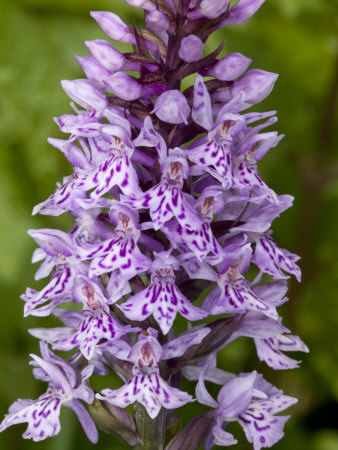 Dactylorhiza Fuchsii, The Common Spotted Orchid by Stephen Sharnoff Pricing Limited Edition Print image
