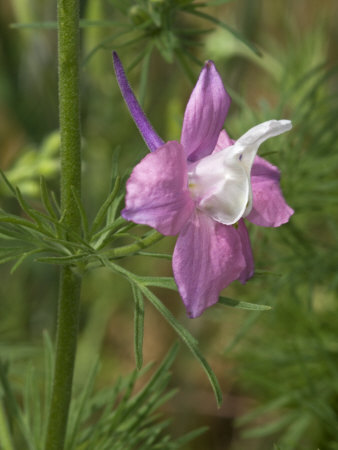 Close-Up Of A Pink And White Flower Of Consolida, Or Larkspur by Stephen Sharnoff Pricing Limited Edition Print image