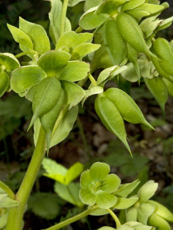 Helleborus Viridus, Green Hellebore, Or Possibly H. Foetidus by Stephen Sharnoff Pricing Limited Edition Print image