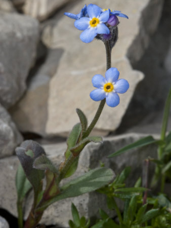 Small Blue Flowers Of Myosotis Alpestris, Or Alpine Forget-Me-Not by Stephen Sharnoff Pricing Limited Edition Print image