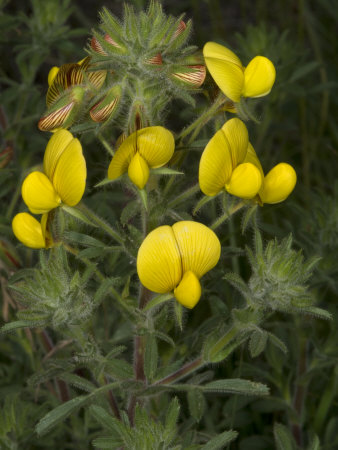Flowers Of Ononis Natrix, La Coquesigrue, Or Large Yellow Restharrow by Stephen Sharnoff Pricing Limited Edition Print image