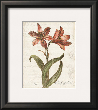 December Amaryllis by Katie Pertiet Pricing Limited Edition Print image