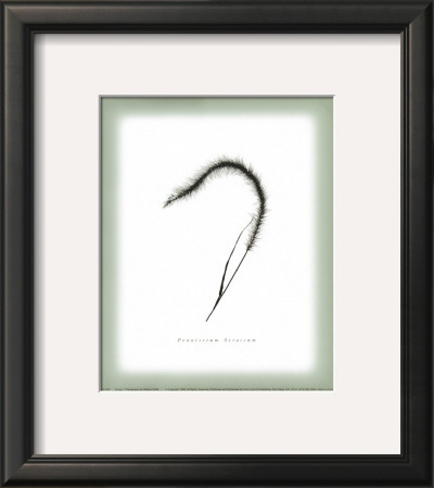 Sprigs I by William Cahill Pricing Limited Edition Print image